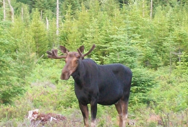 Moose in the woods near Enchanted Pond